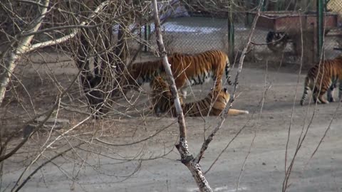 The huge male siberian tiger Scare off a group of tigers