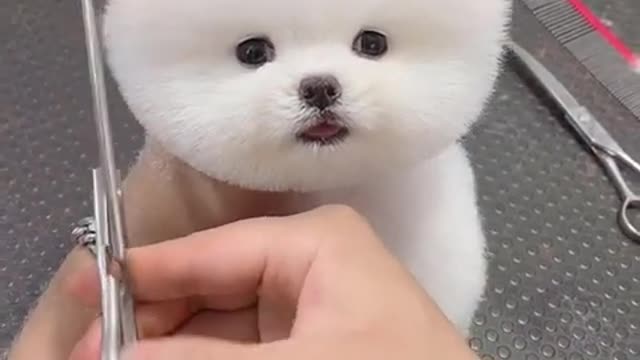 Funny Dog and Cute Pomeranian Videos