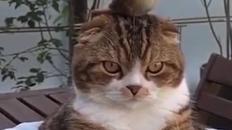 Funny Cat 🐈 videos