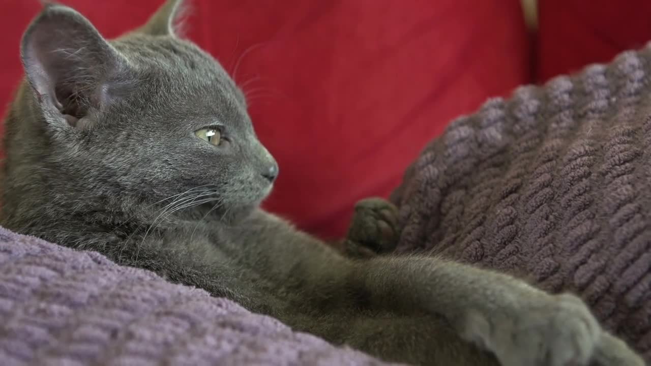 Kitten looking into distance while laying down