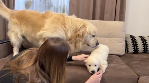 Golden Retriever Meets Golden Retriever Puppy for the First Time