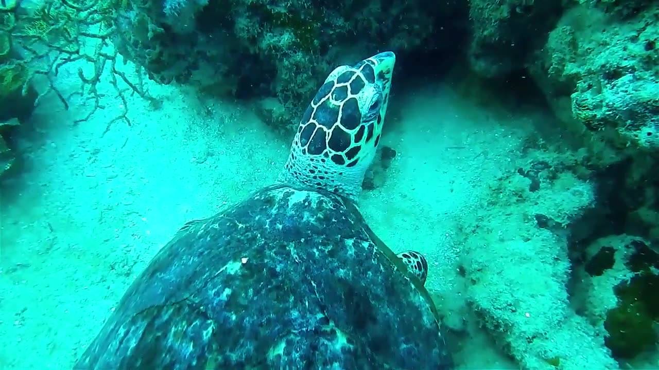 Underwater Nature