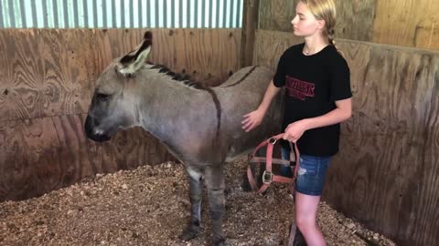 Donkey Training Taming and Halter Tips