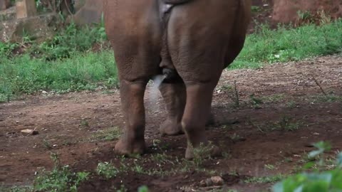 Rhino Peeing as a way of making it's territory. Nairobi kenya