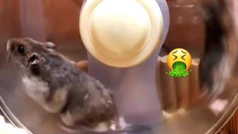 Superbadasslittlehamster.