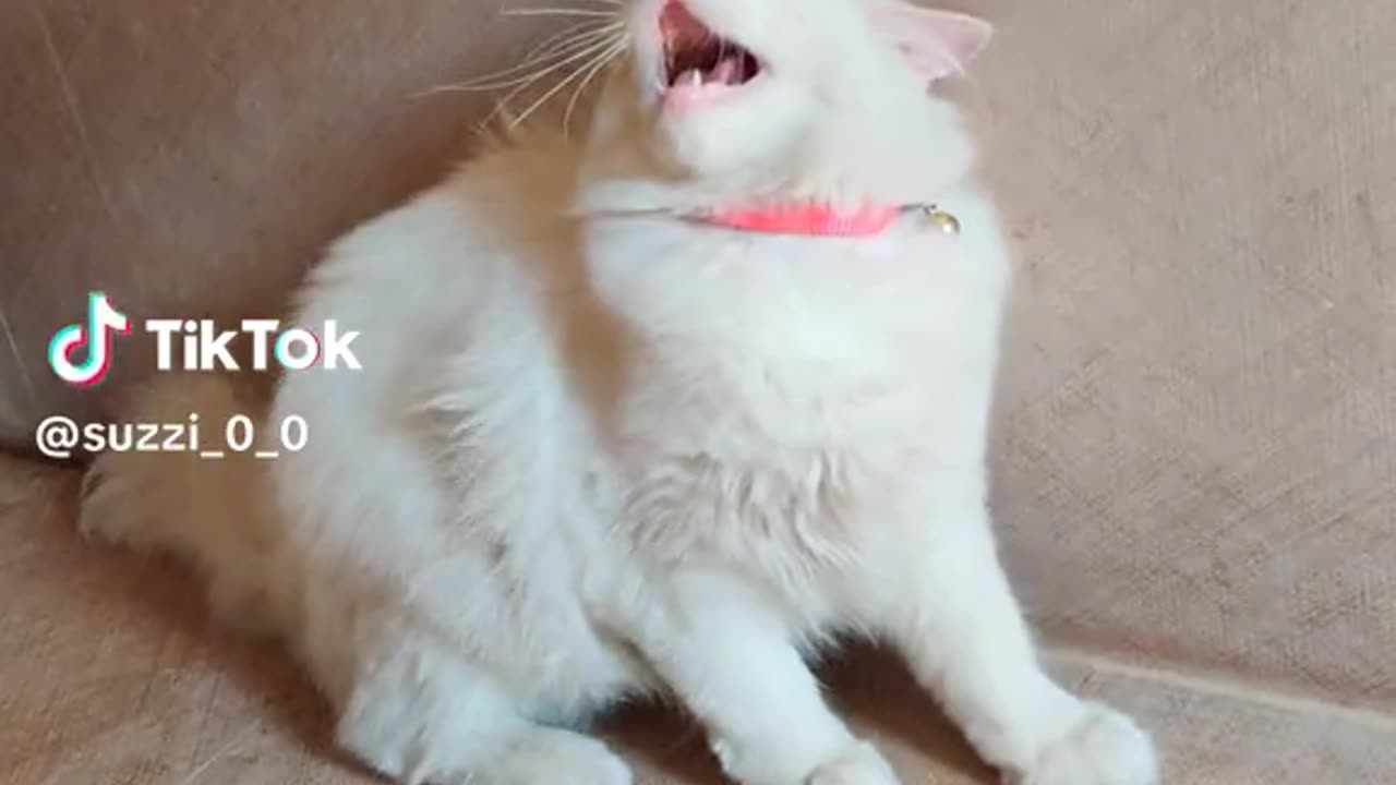 cute cat video