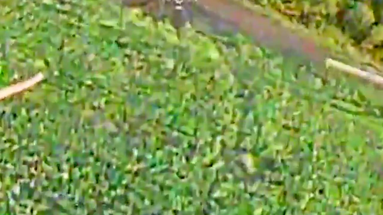 🎯 Ukraine Russia War | Shadow Drone Unit's FPV Strike on Russian 2S3 Akatsiya SPG | RCF