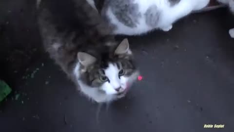 Cute cat is saying something thing to me