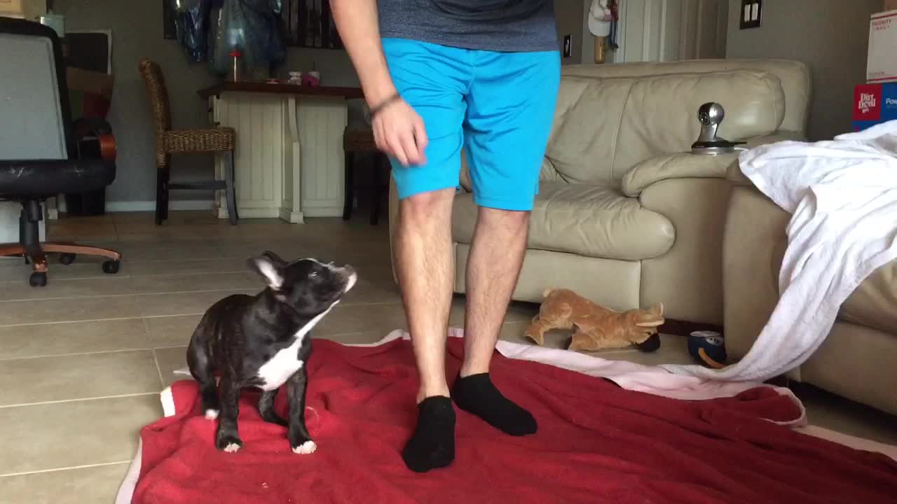 French Bulldog puppy prays before eating