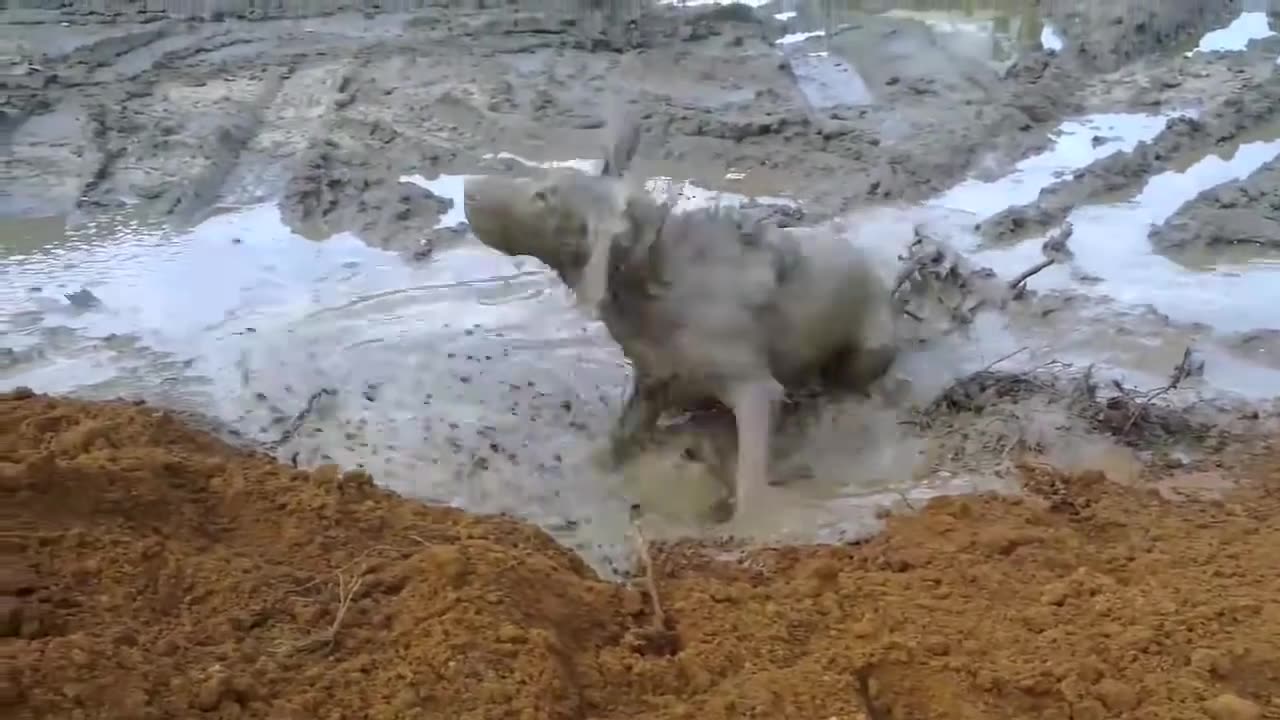 dogs vs dirt