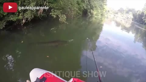 The most powerful fish attacks you will see3