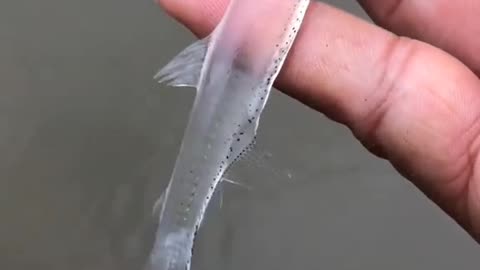 Transparent fish