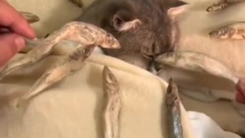 TRY NOT TO LAUGH 😆 Best Funny Videos Compilation 😂😁😆