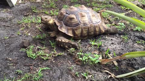 Tortoise eating poo, is it okay?-7