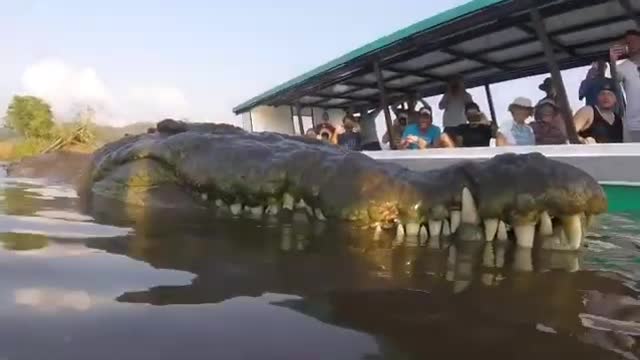 Incredible Close-Up of Big Crocodile's Mouth While Person Feeds It