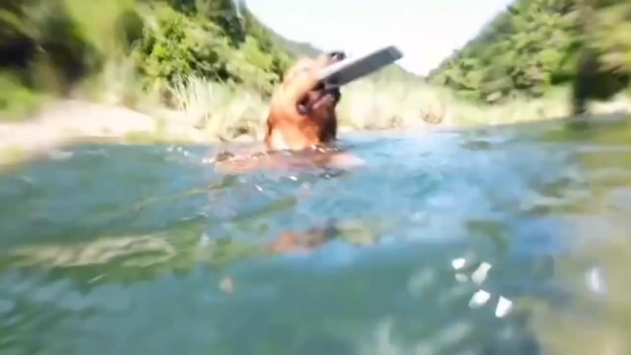Funny video dog caught mobile