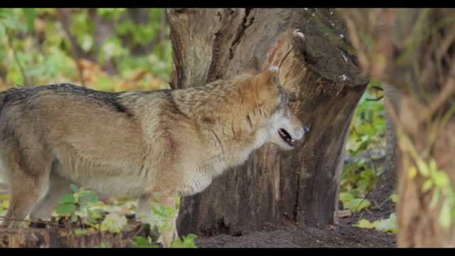 Wolf (Canis lupus), also known as the gray wolf is the largest extant member of the family Canidae