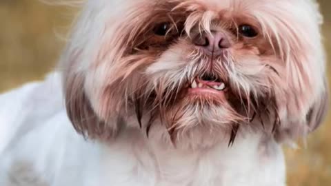 Dog tired of renting