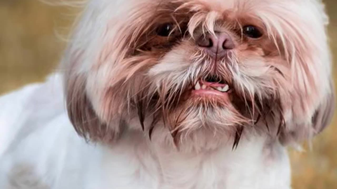 Dog tired of renting