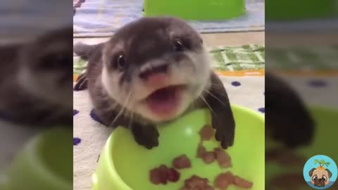 Eating cute mink