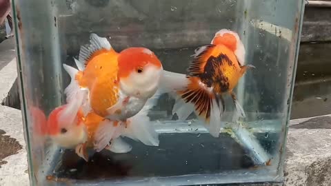 goldfish