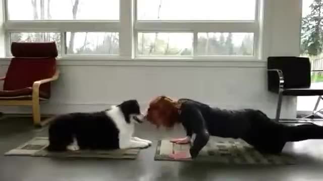 funny cute dog with its owner doing yoga video