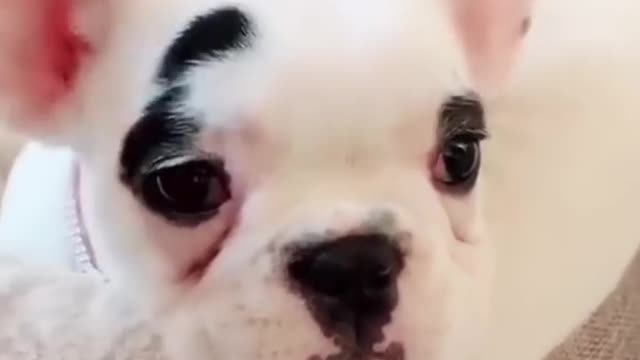 Funny Dogs Moment