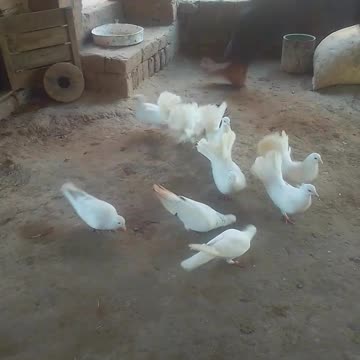 Kabotar beuteful brde :for 🏡 house because it is a great brde