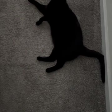 Adopting a Cat from a Shelter Vlog - Look at That Long Kitty #shorts