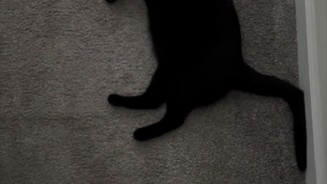 Adopting a Cat from a Shelter Vlog - Look at That Long Kitty #shorts