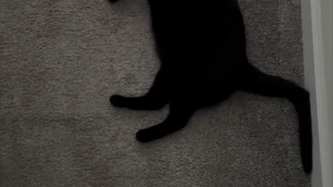 Adopting a Cat from a Shelter Vlog - Look at That Long Kitty #shorts