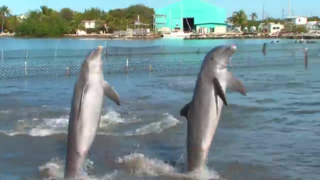 Dolphin Dance Video