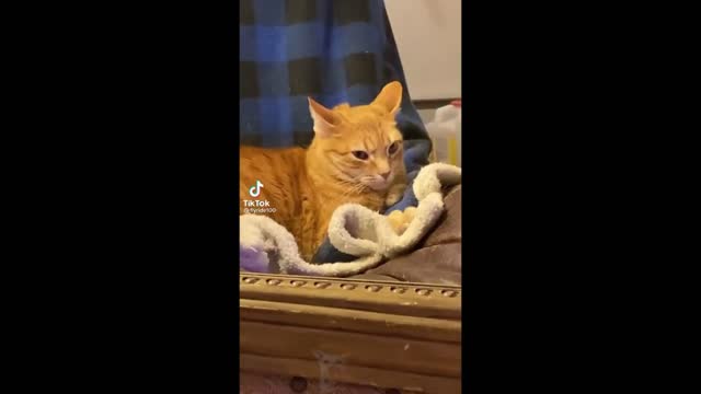 Try not to laugh | funny animal compilation | funny animal videos | funny animal videos #30