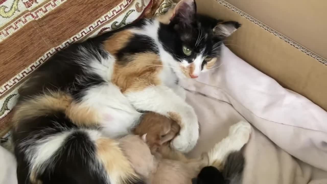 how mother cat bitten her kitten