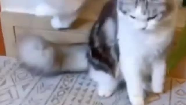 🤣Funny Dog😻😻 and 🐱🚀🐱🚀Cats Funny pet animals videos