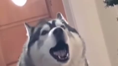 Husky sings perfectly with the piano!