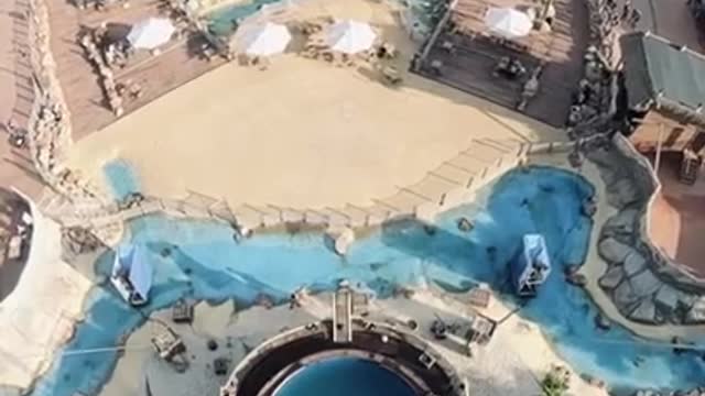Guy Dives Into Pool While Performing Handstand At a Heightened Place