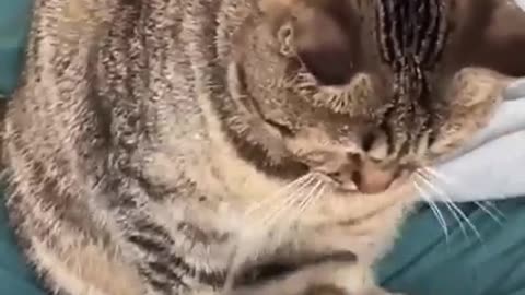 LOL, Try Not To Laugh Cats Videos Latest Funny Cats Shorts Clips 😺😂😂