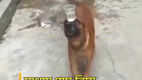 Dog is good