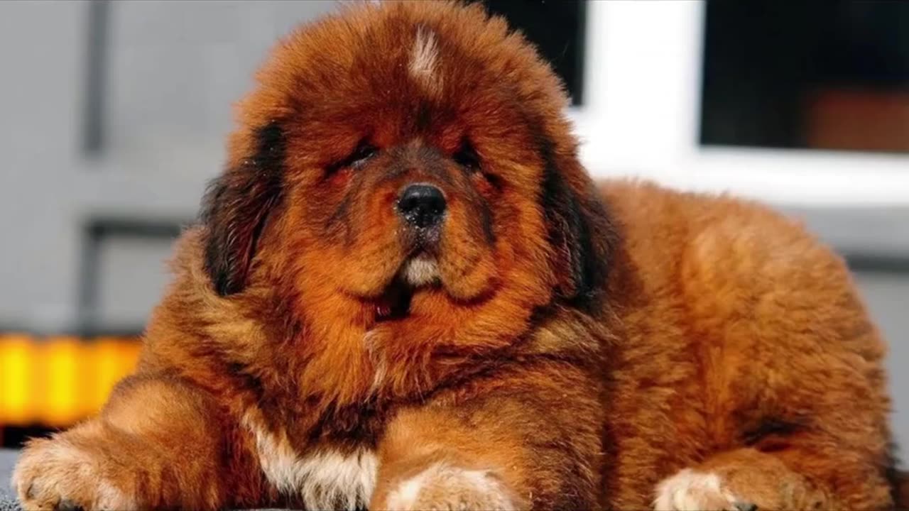 World's Strongest Dog Strongest Dog Breed In The World | #shorts #strongestdog #dogs #pets