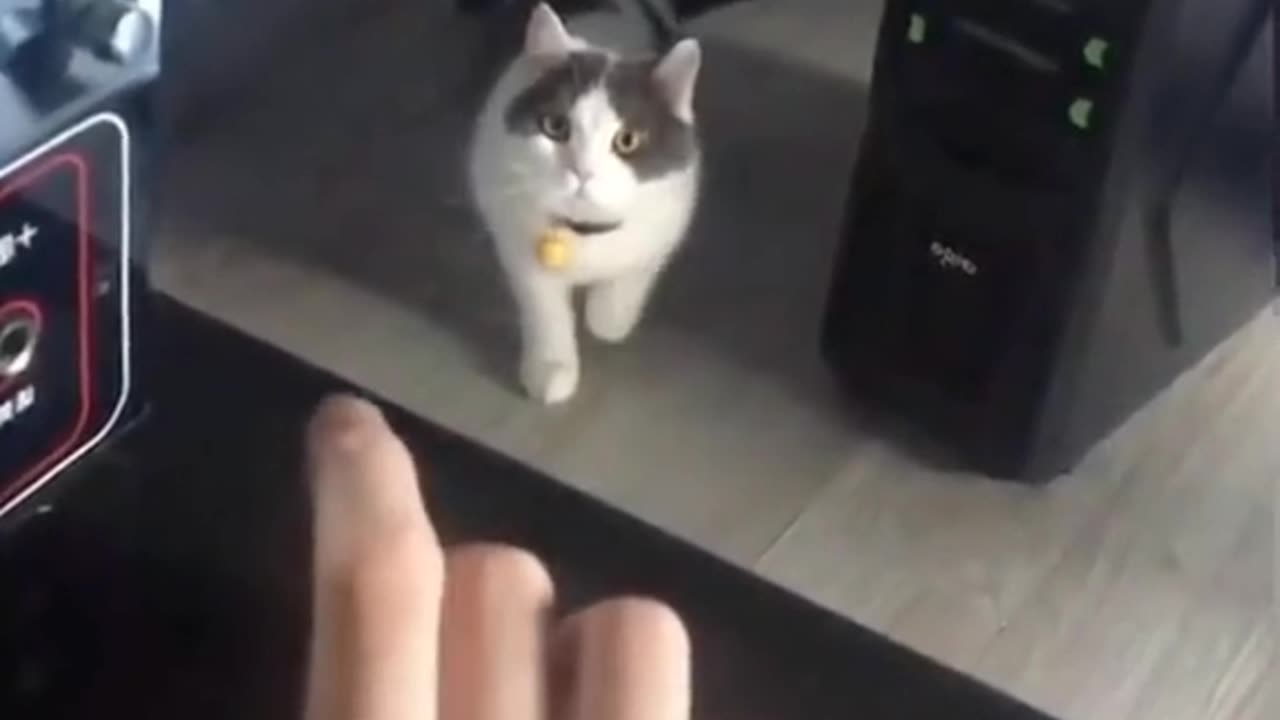 Funny cats