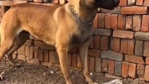 Wow 😱 Smart Dog 🐶 Rescues A Women From Being Poinsioned# Amazing Emotional video#