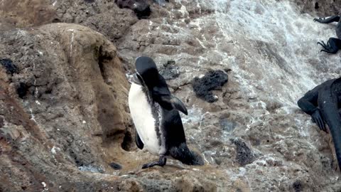 penguin cubs waiting for their mother