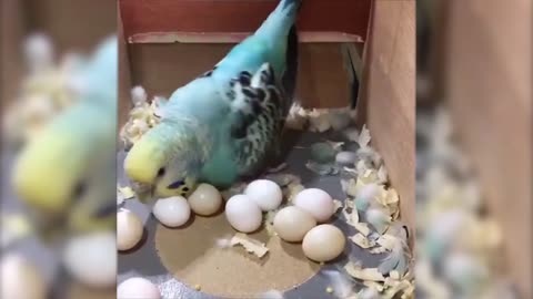 funny animals video haahha