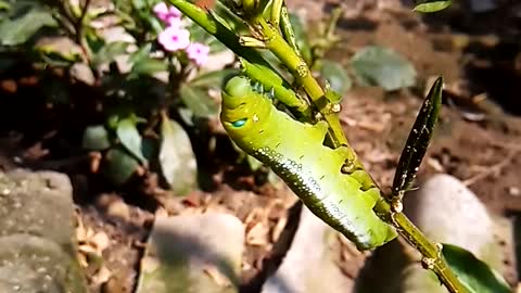 Caterpillars eating the leaf video clips