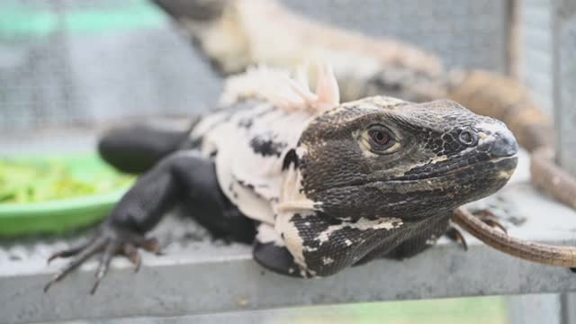 Exotic Black And White Iguana