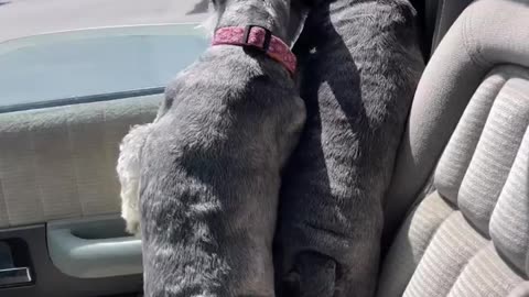 Schnauzer Freedom