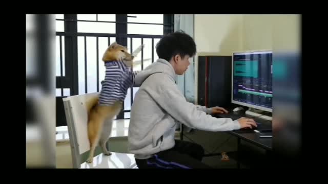 Dog loyal with his owner. The dog is playing video games with his owner,