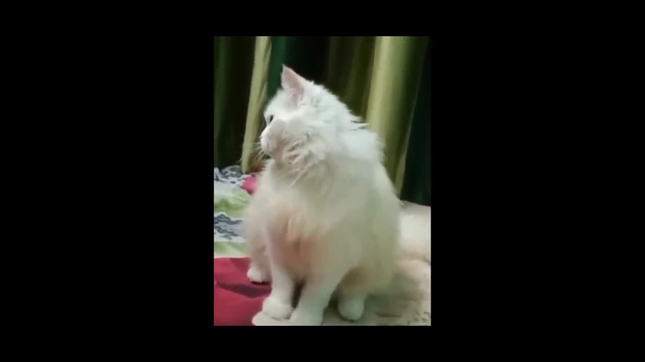 New Funny Animals 😂 Funniest Cats and Dogs Videos 😺🐶