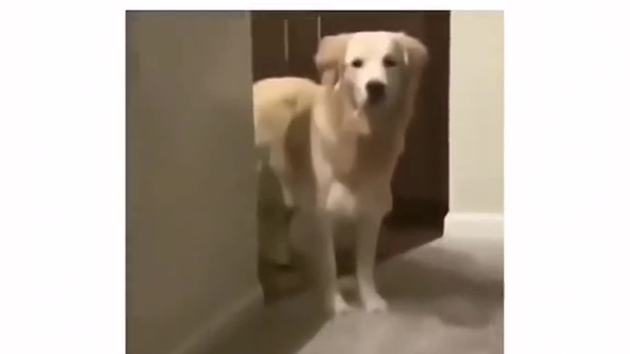 The dog only react on one sound